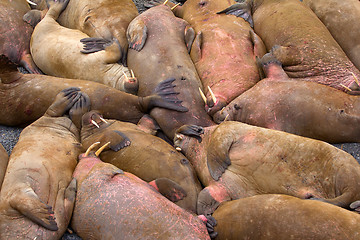 Image showing Life Atlantic walruses at haul out sites is (at most) of sleep and small conflicts with neighbors