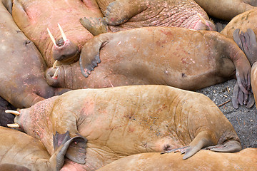 Image showing Life Atlantic walruses at haul out sites is (at most) of sleep and small conflicts with neighbors