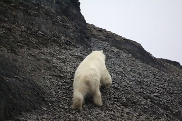 Image showing White bear deftly scampers up side of mountain 1