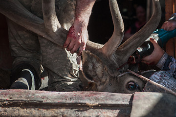 Image showing Cutting antlers of Altaic stag maral