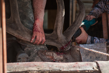 Image showing Cutting antlers of Altaic stag maral