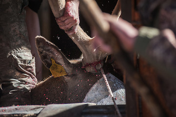 Image showing Cutting antlers of Altaic stag maral