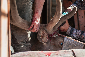 Image showing Cutting antlers of Altaic stag maral