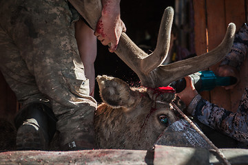 Image showing Cutting antlers of Altaic stag maral