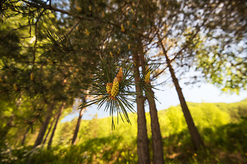 Image showing mountain pine closeup with young cones