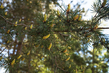 Image showing mountain pine closeup with young cones