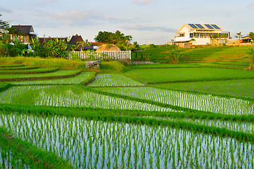 Image showing Villa, bali , rice fields, Asia