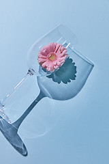 Image showing Composition from a glass and gerbera on a blue background. A flower concept.