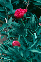 Image showing Beautiful view of red peony flower in the garden