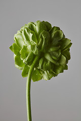 Image showing green flower on a gray background