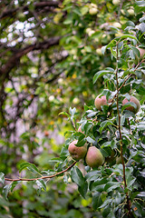 Image showing A green tree with pears in a summer rural garden. Organic food