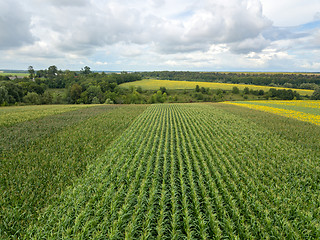 Image showing An endless field with corn on the background of a rural landscape and a blue cloudy sky on a summer day.