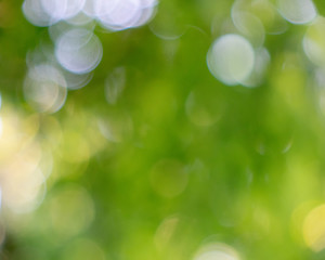 Image showing A light green blurred background of green trees in a spring park