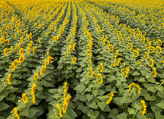 Image showing Agricultured field of blooming sunflowers at summer sunset. Panoramic view from drone.