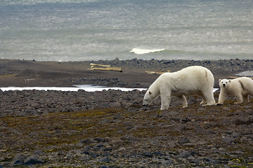 Image showing Polar bear on the Franz Josef Land.