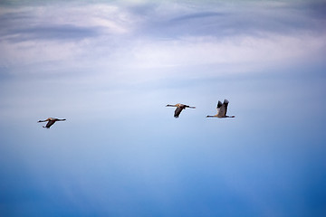 Image showing Forest-breeding bean goose - flock of breeding geese