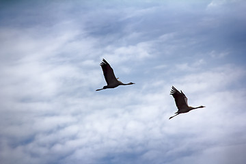 Image showing Gray Crane (common crane, Grus grus), pair