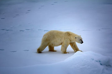 Image showing Polar bear near North pole (86-87 degrees north latitude)