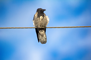 Image showing Hooded crow in electric wire.