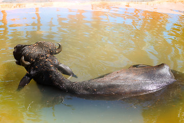 Image showing Black Buffalo enjoy water and chew cud