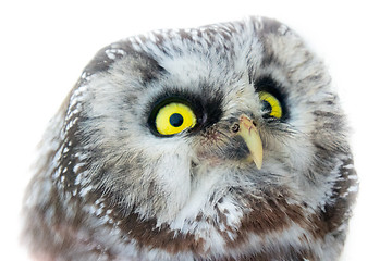 Image showing Yellow enormous eyes. Portrait of boreal owl closeup