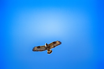 Image showing Rough-legged Buzzard flying over nest.