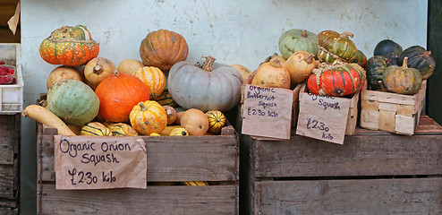 Image showing Squash and Pumpkins