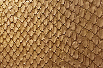 Image showing Golden Snake Leather