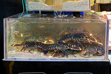 Image showing Lobsters