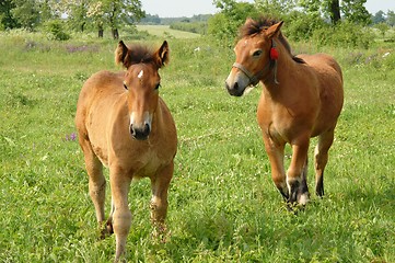 Image showing Horses