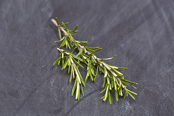 Image showing Fresh organic rosemary herb.