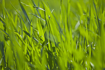 Image showing Spring field of green grass