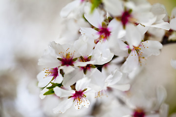 Image showing White and pink  flowers background