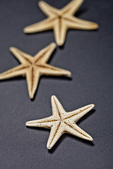Image showing Three starfish on black background.