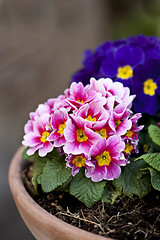 Image showing Primula pink and blue potted flowers.