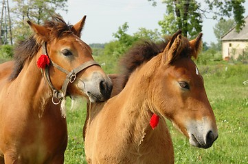 Image showing Horses