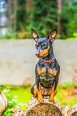 Image showing Portrait of a miniature pinscher dog