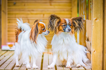 Image showing Portrait of a papillon purebreed dogs