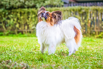 Image showing Portrait of a papillon purebreed dog