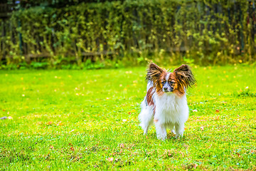 Image showing Portrait of a papillon purebreed dog