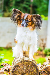 Image showing Portrait of a papillon purebreed dog