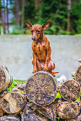 Image showing Portrait of a red miniature pinscher dog