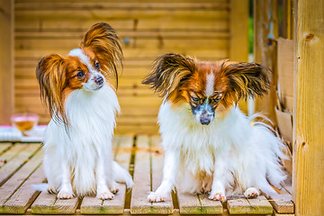 Image showing Portrait of a papillon purebreed dogs