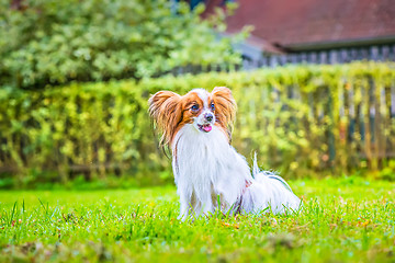 Image showing Portrait of a papillon purebreed dog