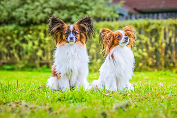 Image showing Portrait of a papillon purebreed dogs