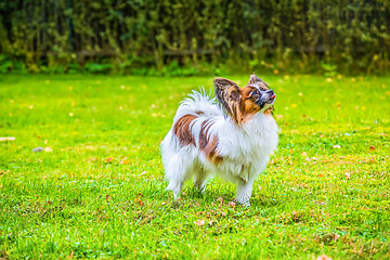 Image showing Portrait of a papillon purebreed dog