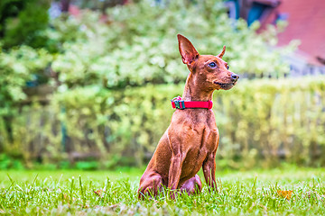 Image showing Portrait of a red miniature pinscher dog