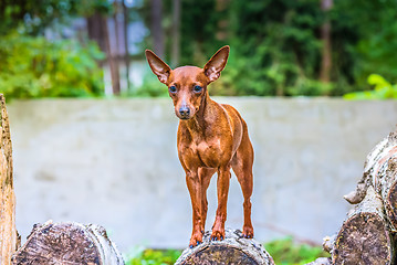 Image showing Portrait of a red miniature pinscher dog