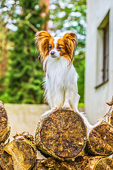 Image showing Portrait of a papillon purebreed dog