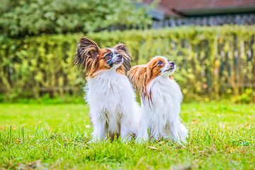 Image showing Portrait of a papillon purebreed dogs